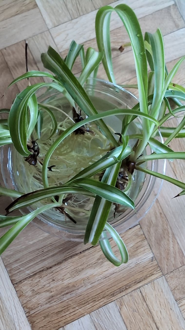 Plantes & graines: 4 Spider plant Stecklinge – D'occasion à Wallisellen par ali_x62p 2