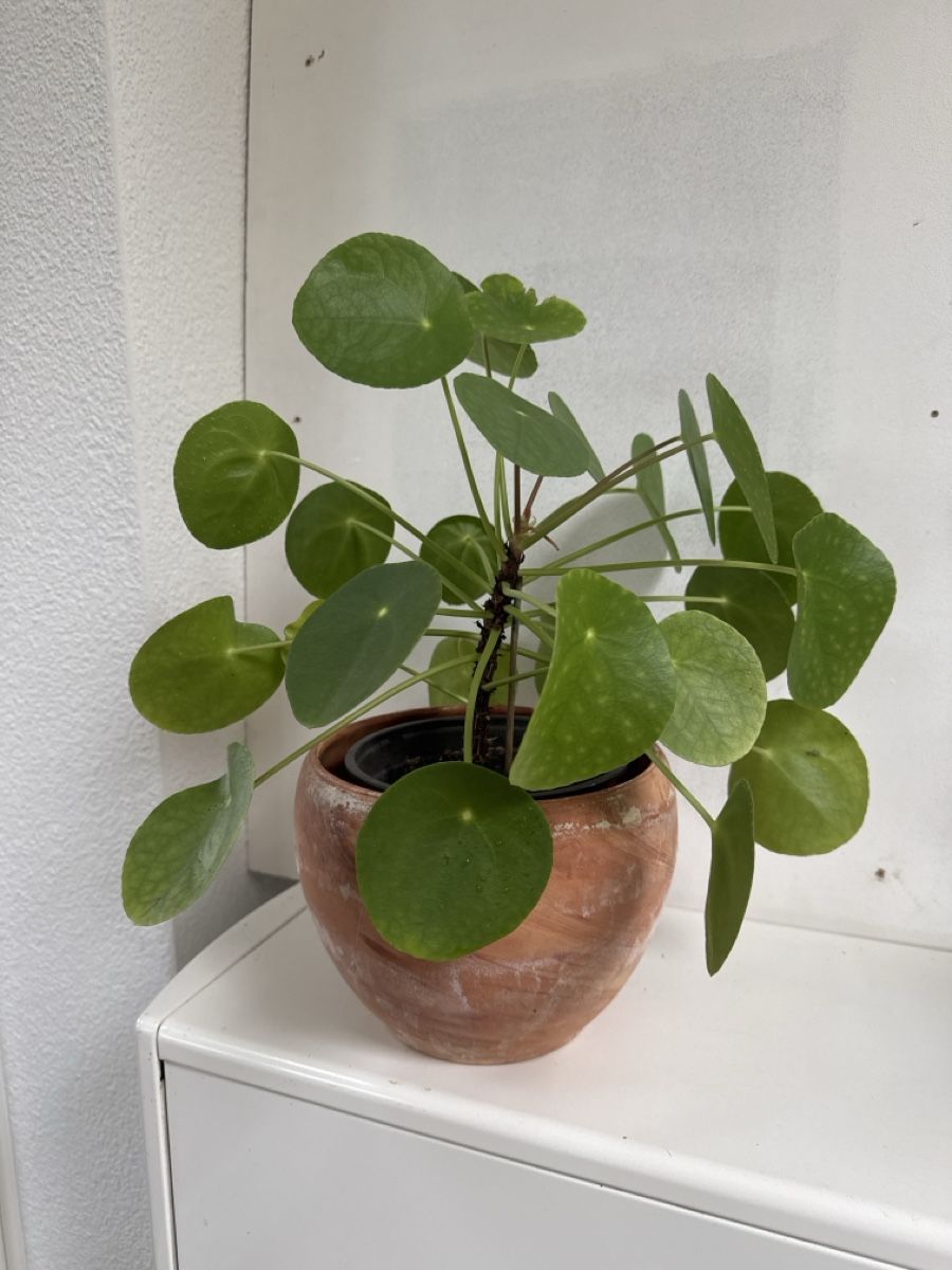 Plantes & graines: Gesunde UFO Pflanze – D'occasion à Kerns par hildek 1