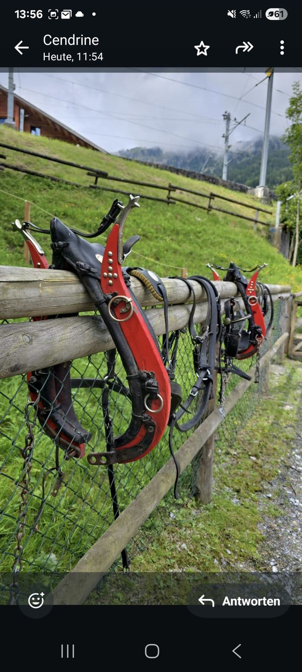 Briglie & Cavezze: 2 Colliers grisonnais rouges pour poneys – Usato da Herrliberg venduto da revelune