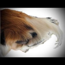 Profile image of Lollipoop