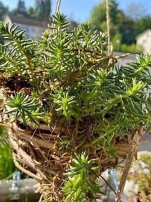 Vasi per fiori: Bepflanzte Lianen Tüte – Usato da Frauenfeld venduto da Irene.Schuppli 1