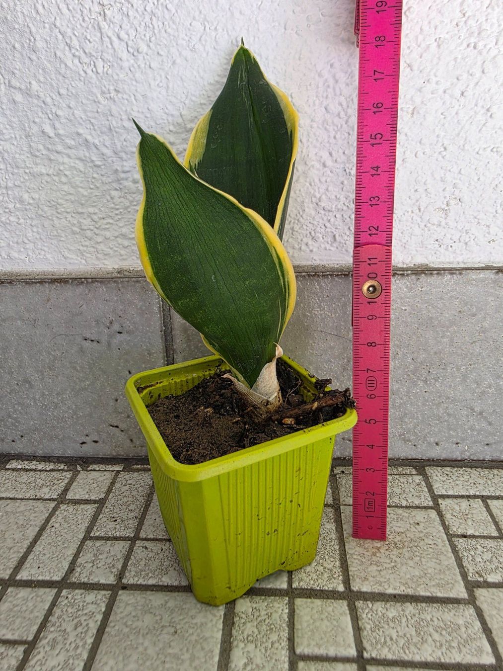 Pflanzen & Samen: Mini Sanseveria "Golden Hanii" / Schwiegermutterzunge – Neu (gemäss Beschreibung) aus Thalheim von silvara01 3