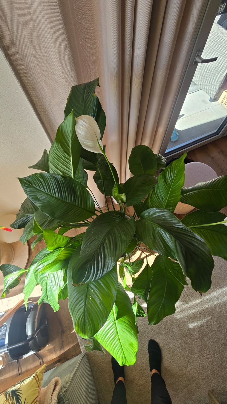 Piante & sementi: Spathiphyllum – Usato da Herzogenbuchsee venduto da wro_pat