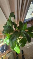 Spathiphyllum