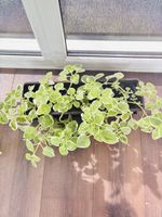 Zimmer Pflanzen Jamaika-Thymian-Plectranthus amboinicus