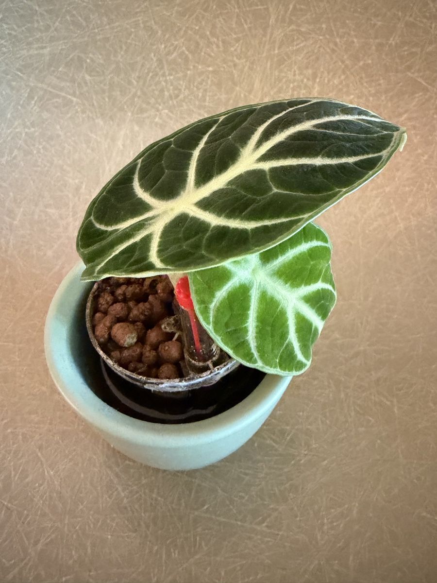 Piante & sementi: Alocasia Ninja in Hydrokultur – Usato da Ostermundigen venduto da summy73