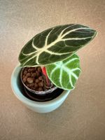 Alocasia Ninja in Hydrokultur
