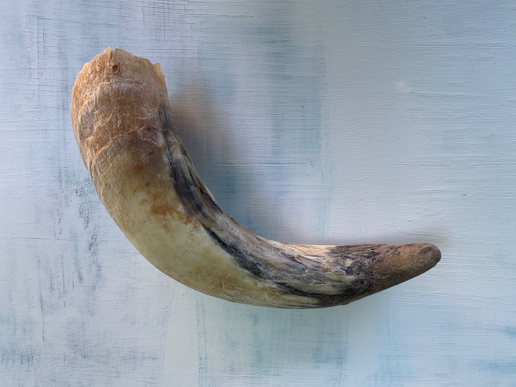 Tutte le decorazioni: Kuhhorn Stierhorn Horn – Usato da Vinelz venduto da Ricardo-Jo