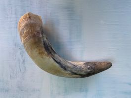 Kuhhorn Stierhorn Horn