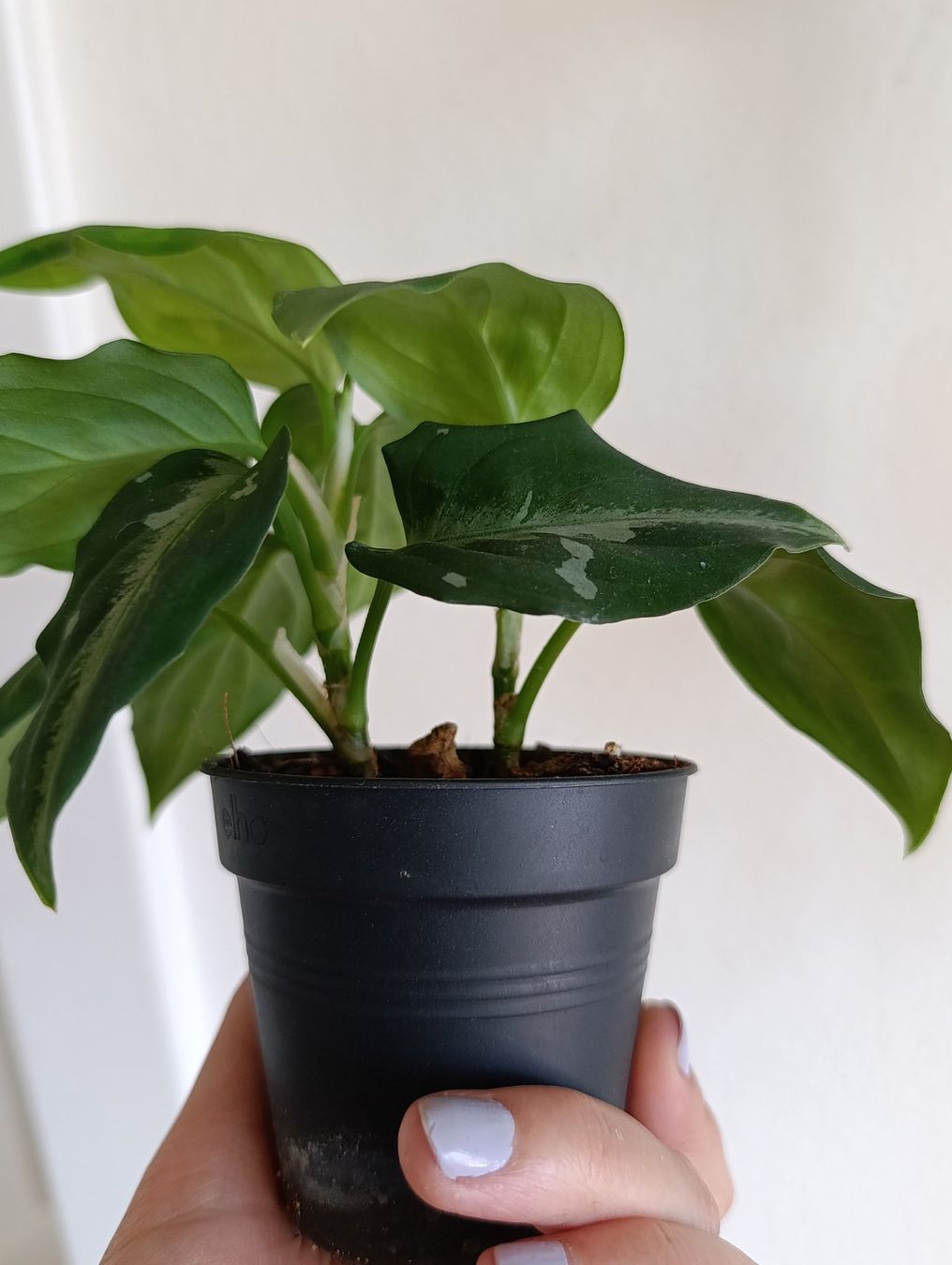 Pflanzen & Samen: Aglaonema pictum tricolor – Gebraucht aus Baar von L.isa28 3