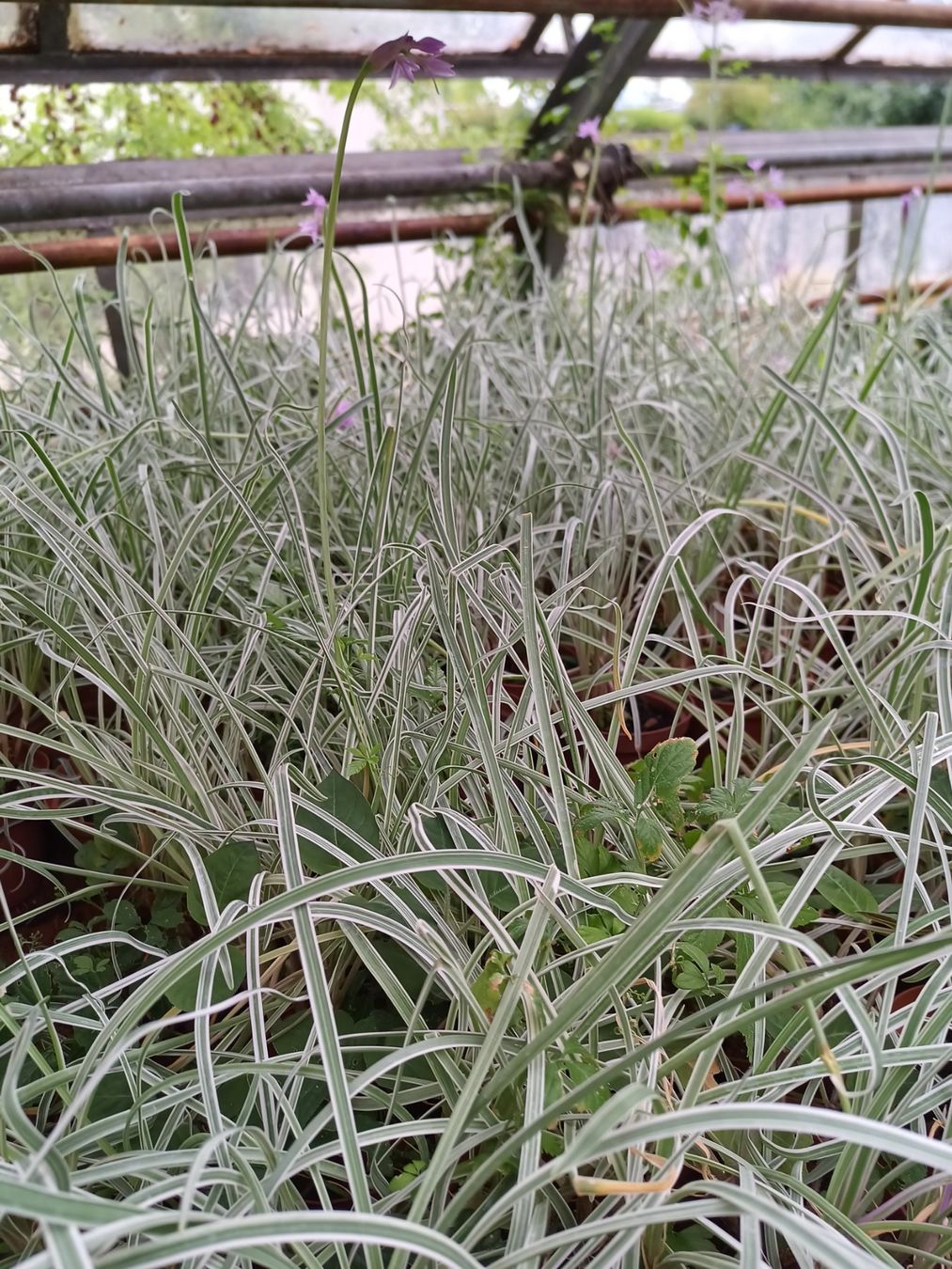 Piante & sementi: Knoblauchkraut – Usato da Zug venduto da SirGoldFish