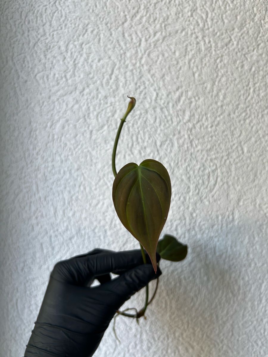 Plantes & graines: Boutures Philodendron Micans – D'occasion à Develier par mel_qd2m 3