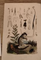 Gravure ancienne anatomie rongeur et botanique