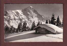 Bei GRINDELWALD - 1955
