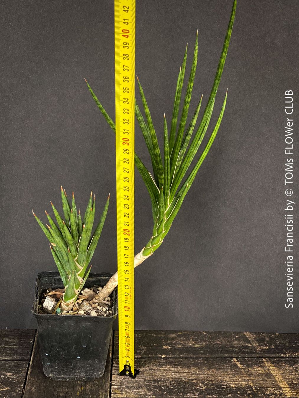 Piante & sementi: Sansevieria Francisii 1+1 - einzigartig schön - oder? – Nuovo e nell'imballaggio originale da Adliswil venduto da astom369 8