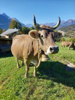 Höhlengereifter Alpkäse vom Sommer 2025