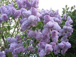 Flieder Violett