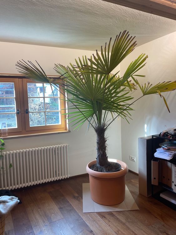 Sehr große Zimmerpflanze Palme mit Topf Kaufen auf Ricardo