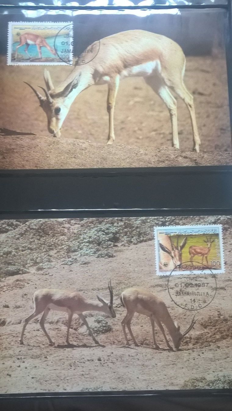 Tutti i francobolli: WWF Libyen 1987 Satz Dünengazelle Maximumkarten – Nuovo (secondo la descrizione) da Liestal venduto da schnueps 1