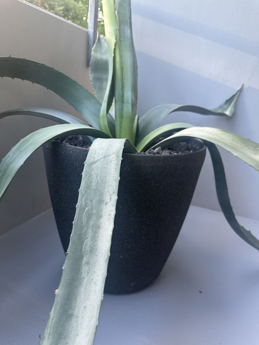 Piante & sementi: Agave groß und kräftig  – Usato da Zürich venduto da von_7vbl 3