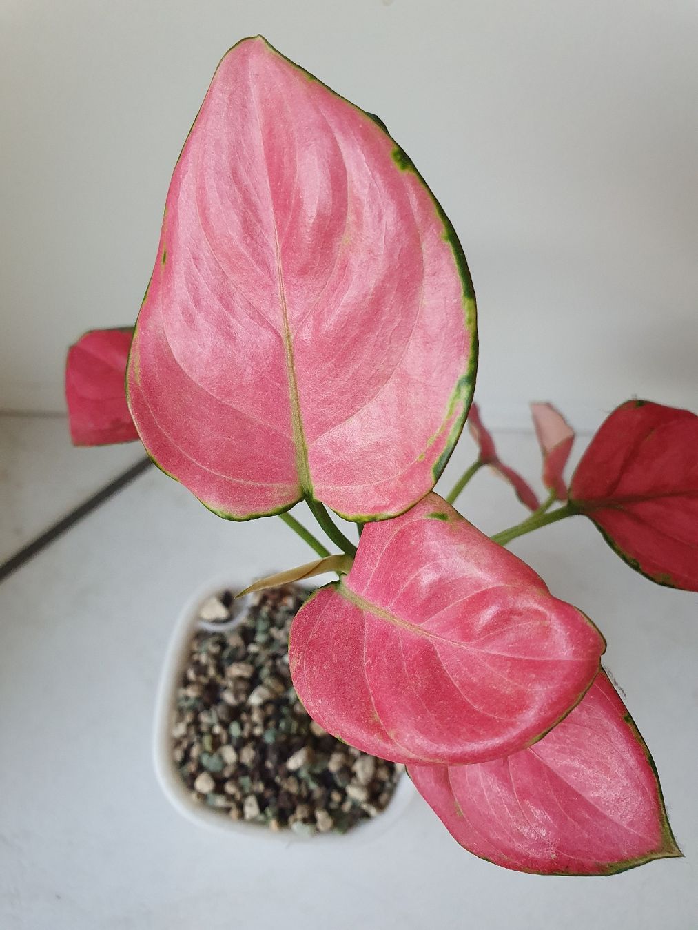 Pflanzen & Samen: Aglaonema Red Joy – Gebraucht aus Erlinsbach SO von Lea030