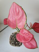 Aglaonema Red Joy