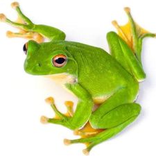 Profile image of Amphibolix