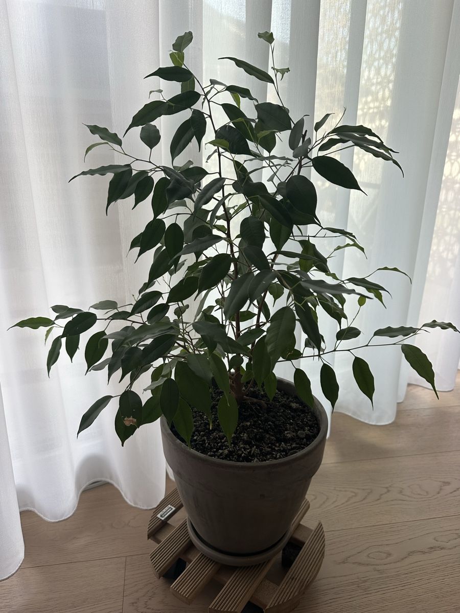 Piante & sementi: Ficus benjamina in Topf – Usato da Chur venduto da sar_l5cn