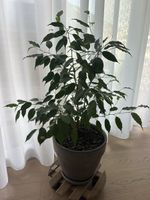 Ficus benjamina in Topf