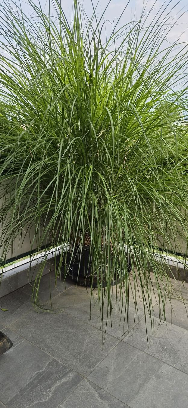 Plantes & graines: schilf im topf – D'occasion à Münsingen par Mwyssenbach