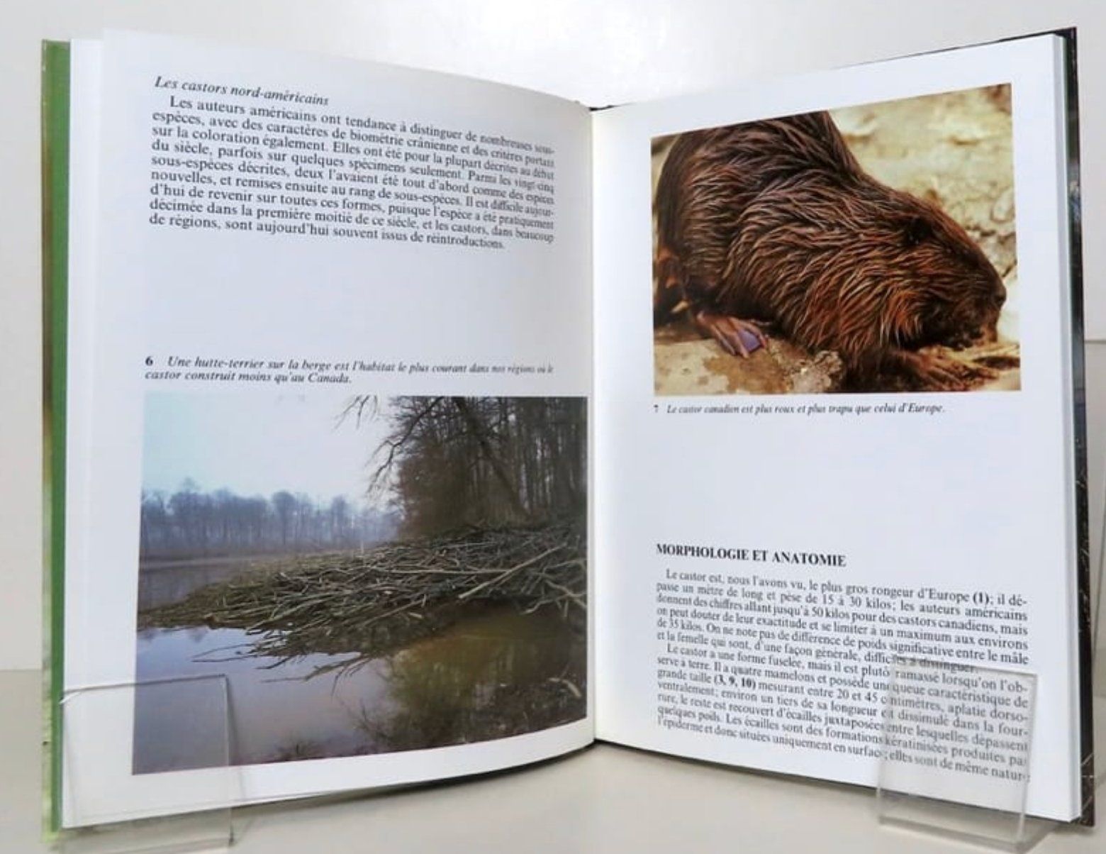 Libri: Les castors -  Comment vivent-ils ? – Usato da Le Locle venduto da LibrairieLaBergerie 1