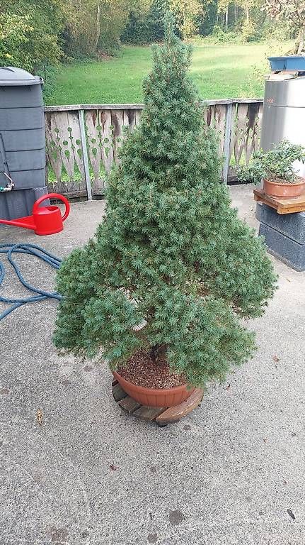Plantes & graines: Zuckehutfichte / Picea glauca 'Conica' – D'occasion à Giswil par fre_c6dp 1