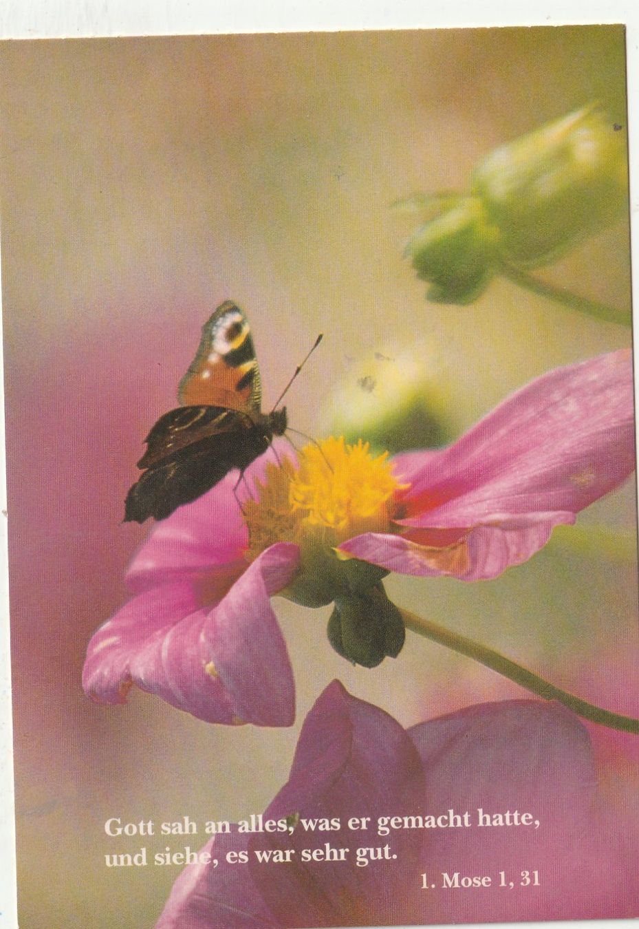 Ansichtskarten: Blumenkarte – Gebraucht aus Lumbrein von made02