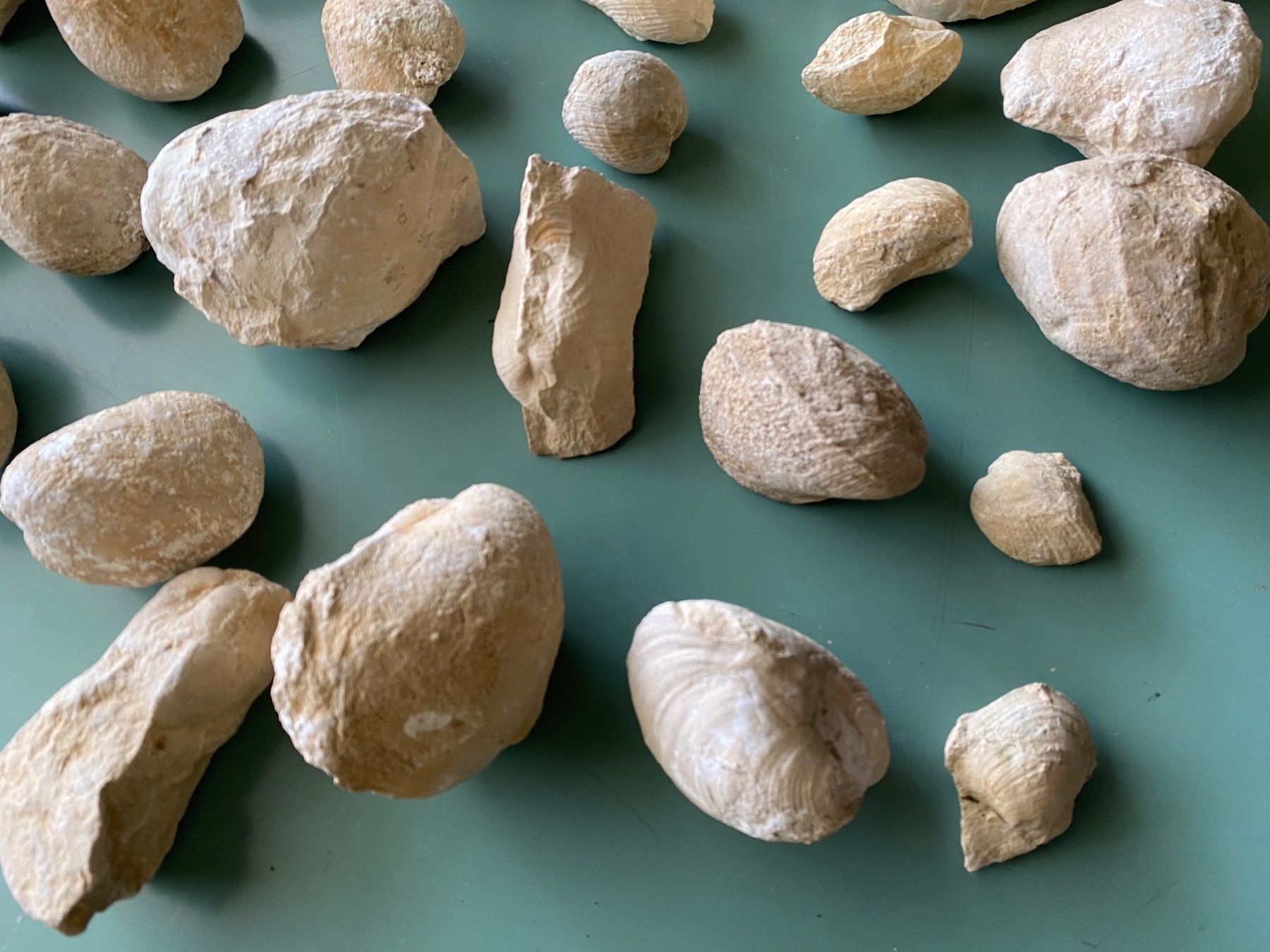 Fossili: Versteinerte Muscheln – Usato da Liestal venduto da Stephanoceras1 2