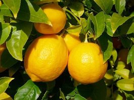 CITRON DE MEYER  très juteux et plus doux  (plante 20-25cm)