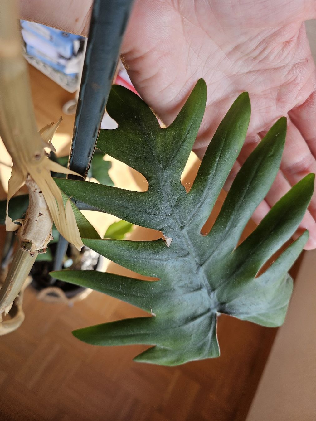 Piante & sementi: Philodendron pedatum XXL ca. 2.5 m  Eichenblatt Philodendron – Usato da Vinelz venduto da sonnenmond77 6