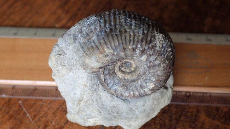 Fossilien: Ammonit Stephanoceras Basel-Landschaft – Gebraucht aus Rickenbach BL von Oktober68 6