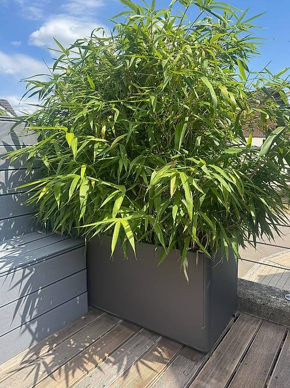 Pots de fleurs: Eternit Delta 60 Pflanzkübel mit Bambus  Anthrazit  – D'occasion à Neerach par bee_lrq8 2