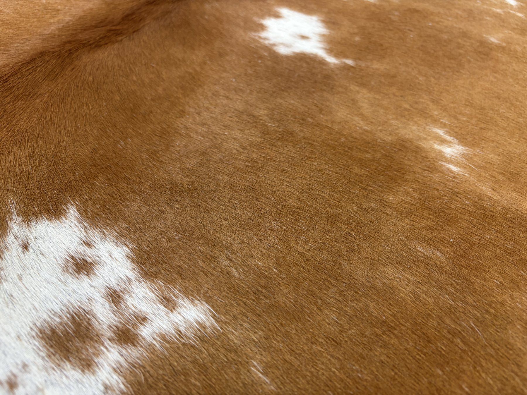Tappeti: echtes Kuhfell Teppich – Nuovo e nell'imballaggio originale da Arbedo venduto da patagonialeatherrugs 3