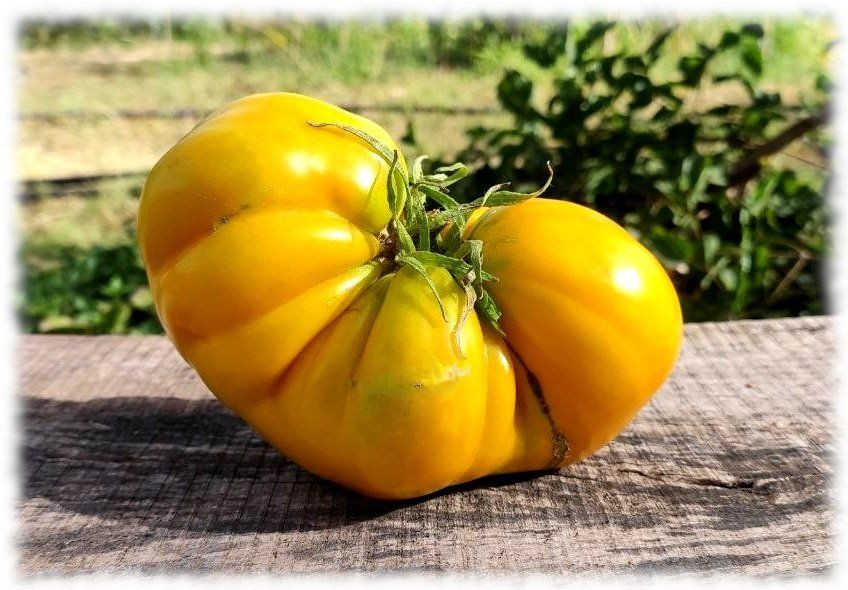 Piante & sementi: 15 Samen Huevo de Toro Amarillo Tomate Spanien – Nuovo (secondo la descrizione) da Magliaso venduto da bosfu