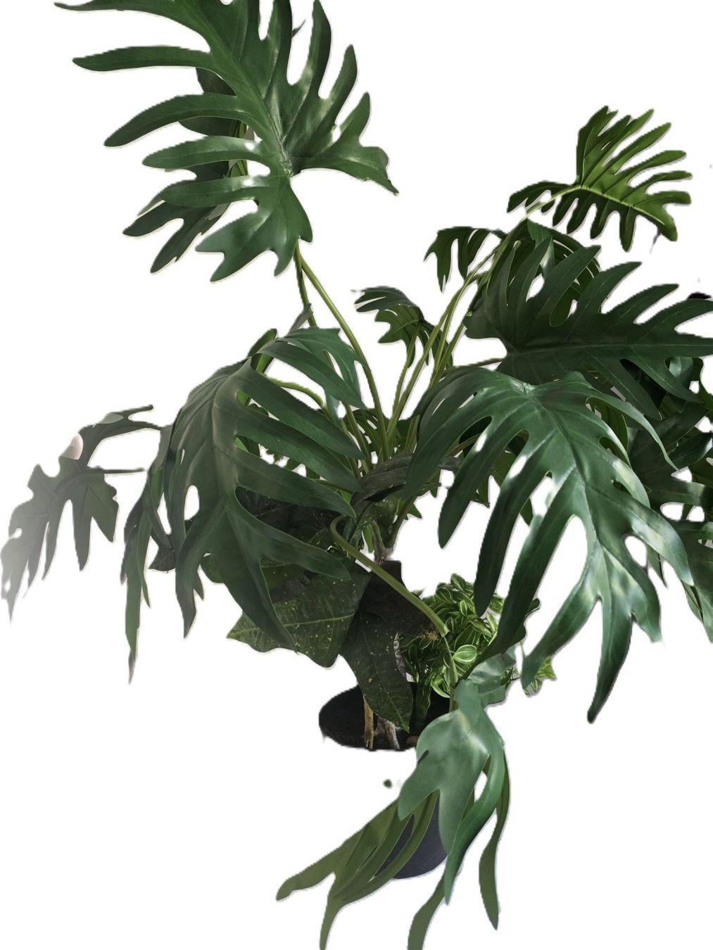 Piante & sementi: Philodendron Kunstpflanze 100cm gross – Usato da Bergdietikon venduto da ewa1005 1