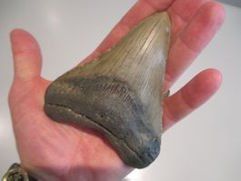 StarRecordsGmbH: Megalodon-Zahn / 10,8 cm / mit Zertifikat