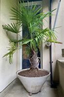Topf mit Palme