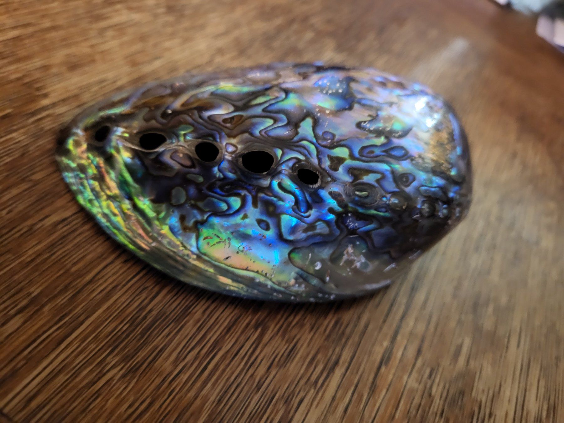 Tutte le decorazioni: Opal Muschel Australien 15 x 10 cm – Nuovo (secondo la descrizione) da Turbenthal venduto da kai_6277 1