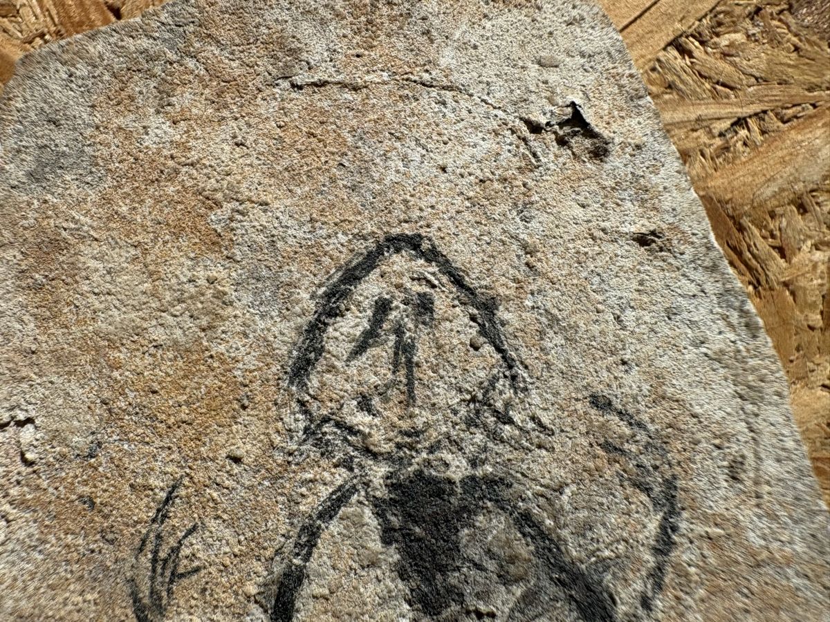 Fossili: Fossil - Frosch – Usato da Biel/Bienne venduto da nimmes 1