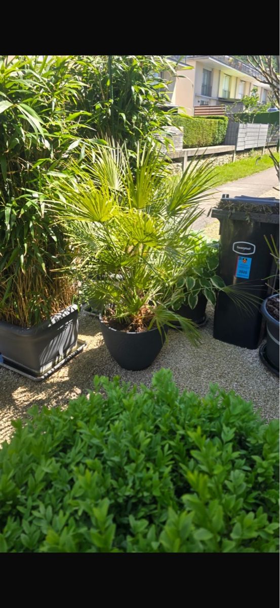Piante & sementi: Schöne grosse Palme in grauem Topf – Usato da Lausen venduto da abella10 1