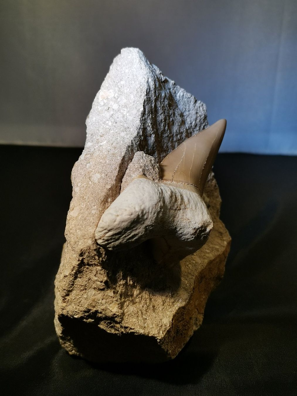 Fossilien: Haifischzahn in originaler Matrix – Neu (gemäss Beschreibung) aus Suhr von Brocki-Suhr 3