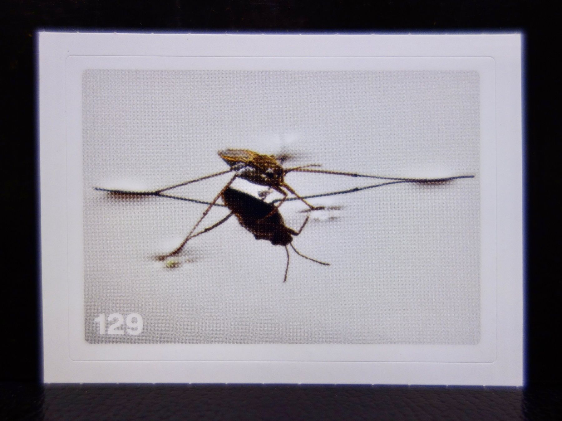 Migros Carte collezionabili: MIGROS MANIA Nature Detectives Nr. 129 – Nuovo e nell'imballaggio originale da Kerzers venduto da djstarsky73