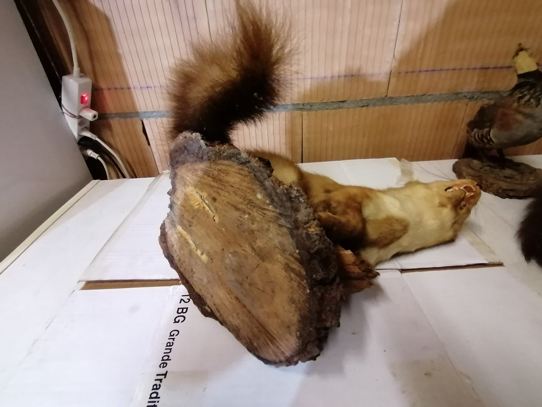 Il mondo degli animali: Fouine  naturalisé 2 – Usato da Cheyres venduto da Capitain 2
