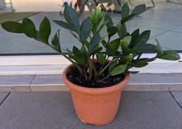 Zamioculcas Zamiifolia Pflanze guter Zustand
